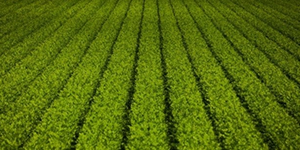 食品行業 食品行業